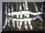 Fische_01_640x480.jpg
